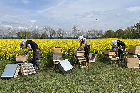 Auswertung der Feldversuche im Nutribee-Projekt. © K. Wüppenhorst/JKI