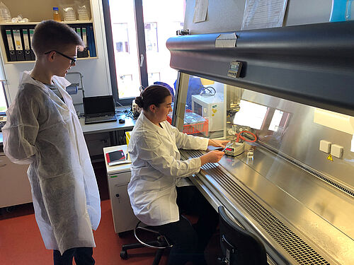 Steriles Arbeiten in diesen speziellen Laminarboxen ist eine alltägliche Labortätigkeit am JKI. © S. Hahn/JKI