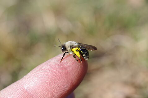 Wildbienenart: Große Weidensandbiene (Andrena vaga) mit dem typischen gelben Weidenpollen. 