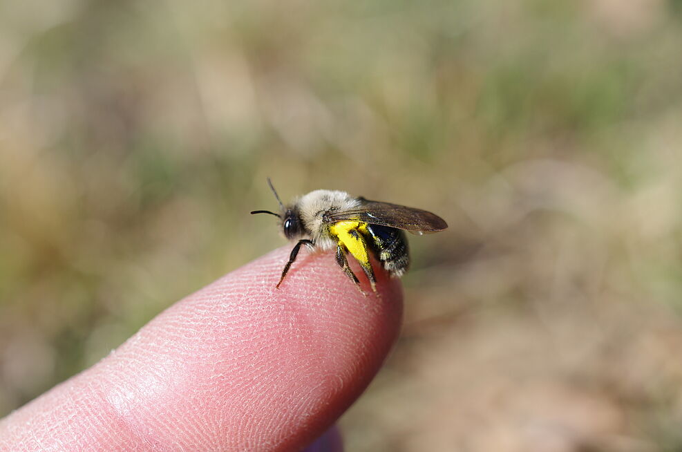 
	Wildbienenart: Große Weidensandbiene (Andrena vaga) mit dem typischen gelben Weidenpollen.
