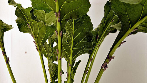 Insektenzucht am JKI, hier Schilfglasflügelzikade an Wirtspflanze Zuckerrübe. © C. Gerbert/JKI
