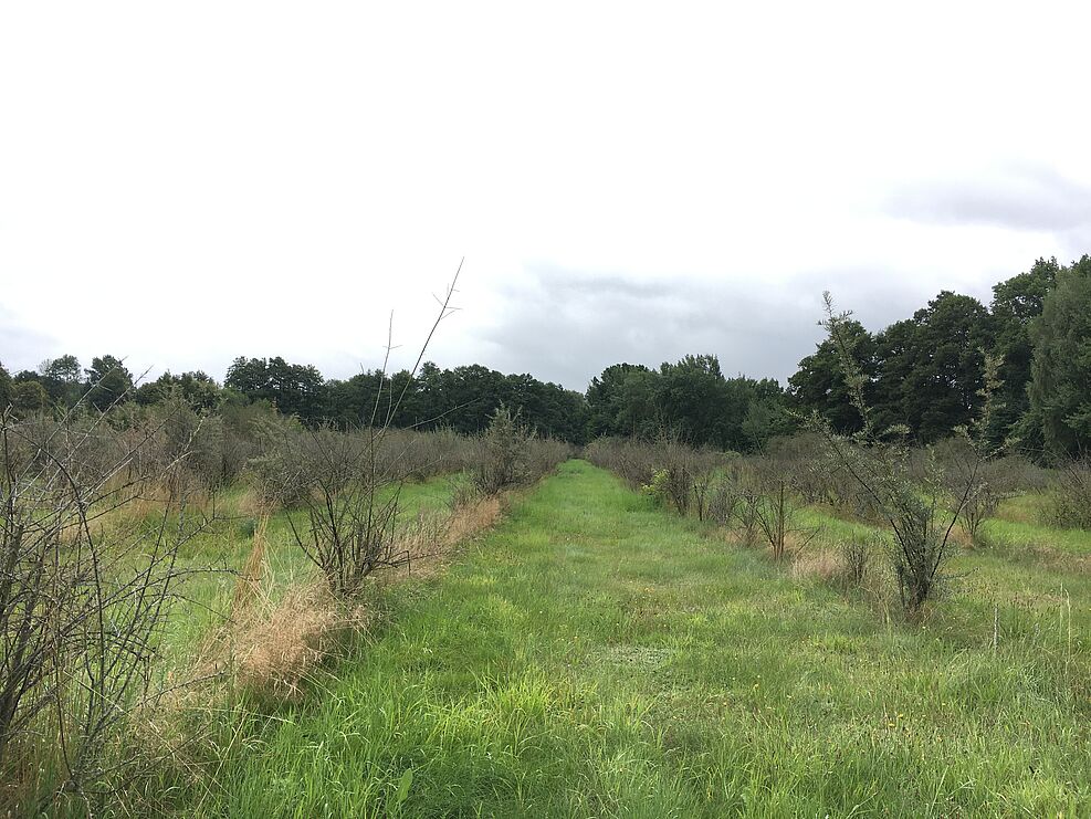 
	Tote Pflanzen auf betroffener Sanddornplanatge. ©Popp/JKI
