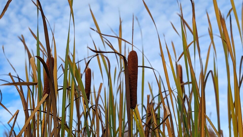 
	Braune Rohrkolben und grüne und braune Blätter ragen in den blauen Himmel.
