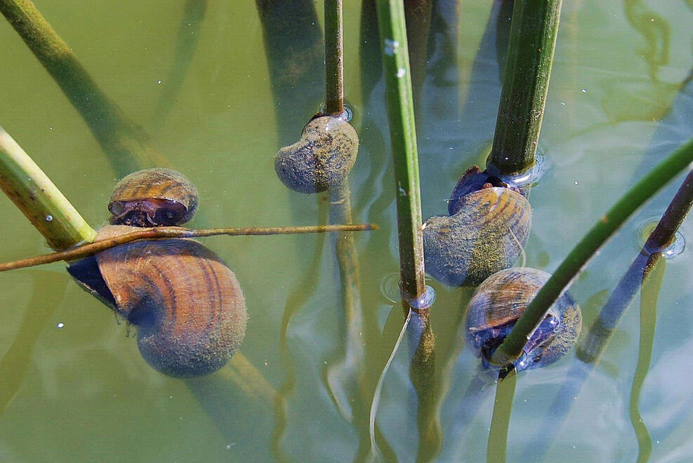 
	Apfelschnecken fressen in einem Teich an Flatter-Binse und Pfeilkraut. © Jess Van Dyke, Snail Busters, LLC, Bugwood.org
