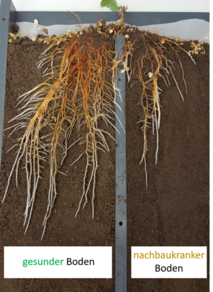 Wurzelbildung von Apfel in gesundem Boden und nachbaukrankem Boden  (© K. Smalla/D. Vetterlein)