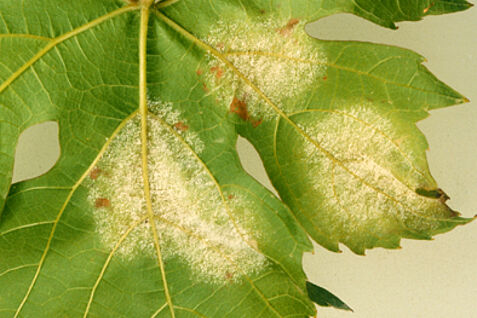 Peronospora-Ausbruch auf der Unterseite eines Rebblatts.