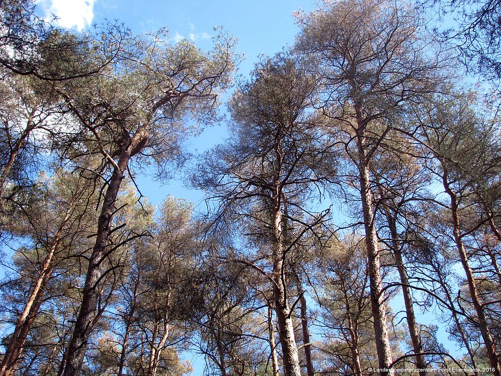 
	Nadelverlust an Kiefern im nordostdeutschen Tiefland verursacht durch die Afterraupen einer zweiten Generation der Gemeinen Kiefernbuschhornblattwespe (Diprion pini). © Nadine Bräsicke/JKI
