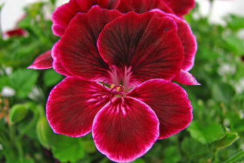 Merlotfarbene Pelargonie aus der Referenzsammlung des JKI.