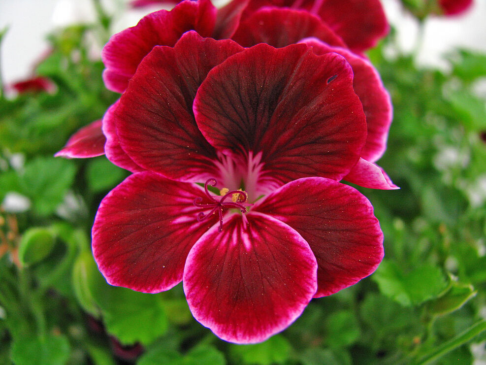 
	Merlotfarbene Pelargonie aus der Referenzsammlung des JKI.
