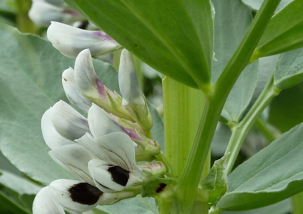 
	Ackerbohne blühend
