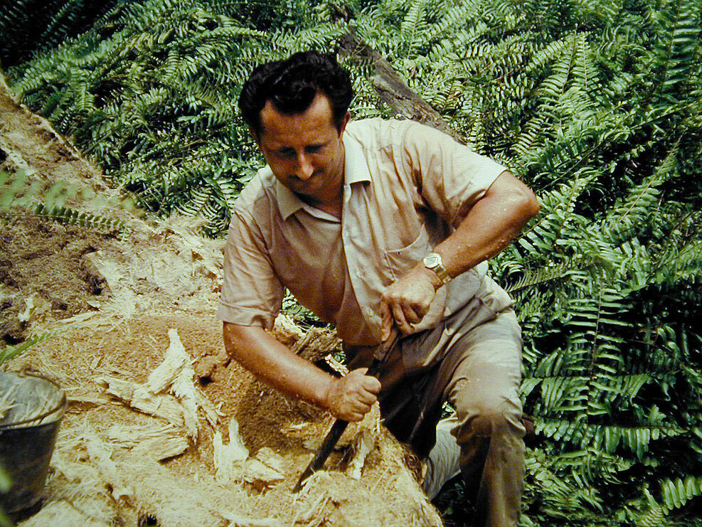 
	Dr. A. Huger zerlegt mit Buschmesser morschen Palmenstamm, um  Stadien des Palmen-Nashornkäfers für Diagnose zu erhalten (1963 Malaysia)
