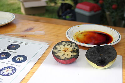 Iodprobe zur Bestimmung des Stärkegehalts im Apfel. Er gibt Auskunft über den Reifegrad der Frucht. © G. Leefken/JKI