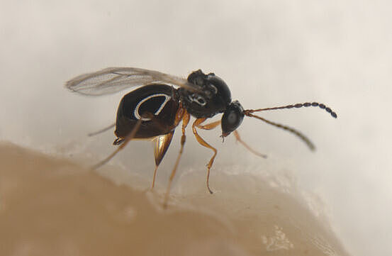 
	Ein Leptopilina japonica-Weibchen attackiert Larven der Kirschessigfliege. © JKI
