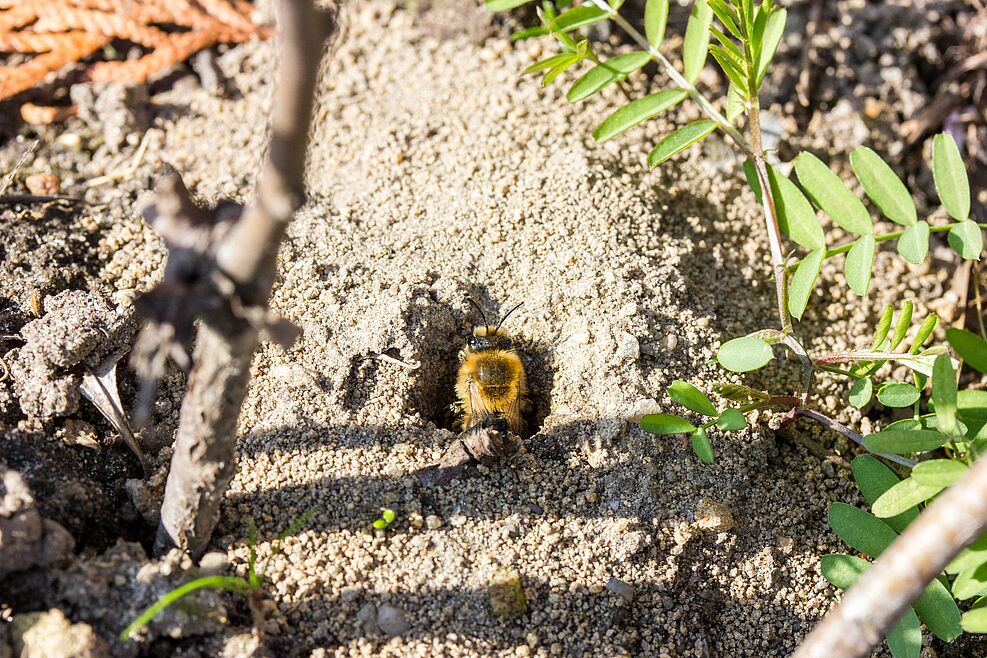 
	Frühlings-Seidenbiene (Colletes cunicularius) nistet auf JKI-Gelände Braunschweig. © J. Kaufmann/JKI
