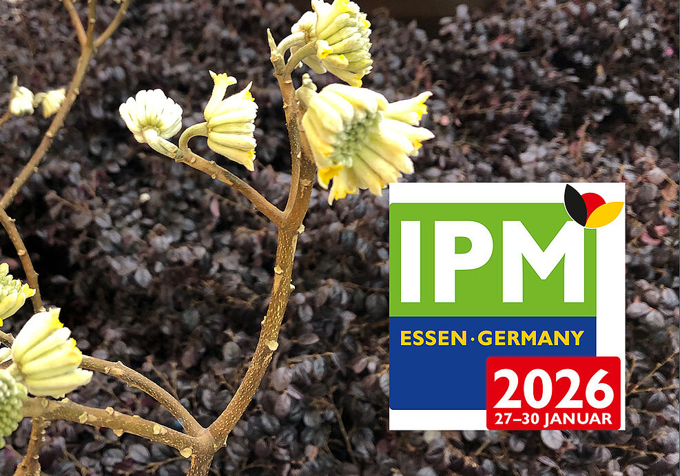 
	Spiel mit Kontrasten, weiße Blüte vor tiefrotem Blatt-Teppich. copyright Stefanie Hahn/JKI
