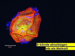 "Winzig klein mit ungeheurer Auswirkung" | Dauersorus Kartoffelkrebs.