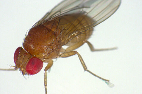 Drosophila suzukii