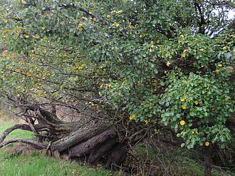 Die einheimische Wildbirne Pyrus pyraster in ihrer Vielfalt im Biosphärenreservat Südost-Rügen im Gebiet Klein Zicker