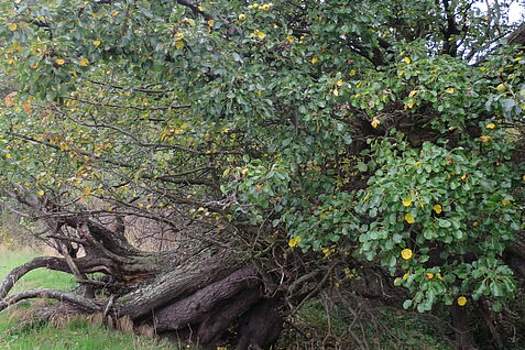 Die einheimische Wildbirne Pyrus pyraster in ihrer Vielfalt im Biosphärenreservat Südost-Rügen im Gebiet Klein Zicker