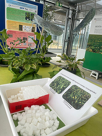Themengebiet Schilf-Glasflügelzikade an der Station „Neue Krankheiten an Rüben und Kartoffeln“. © Sarah Barnert/JKI