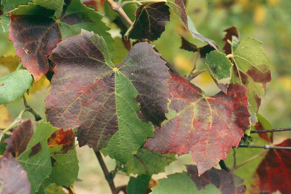 Flavescence dorée (Goldgelbe Vergilbung): Krankheitssymptome der Phytoplasmose an Blatt der Rebe. © M. Maixner/JKI