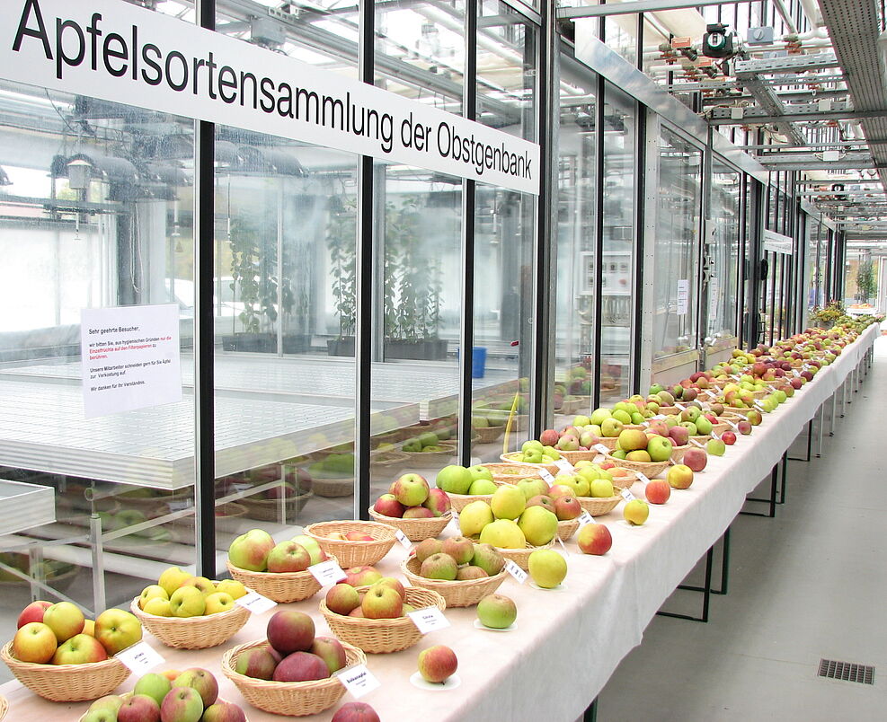 
	Sortendisplay Apfel Genbank-Sammlung des JKI Dresden-Pillnitz © Ute Sonntag/JKI;
