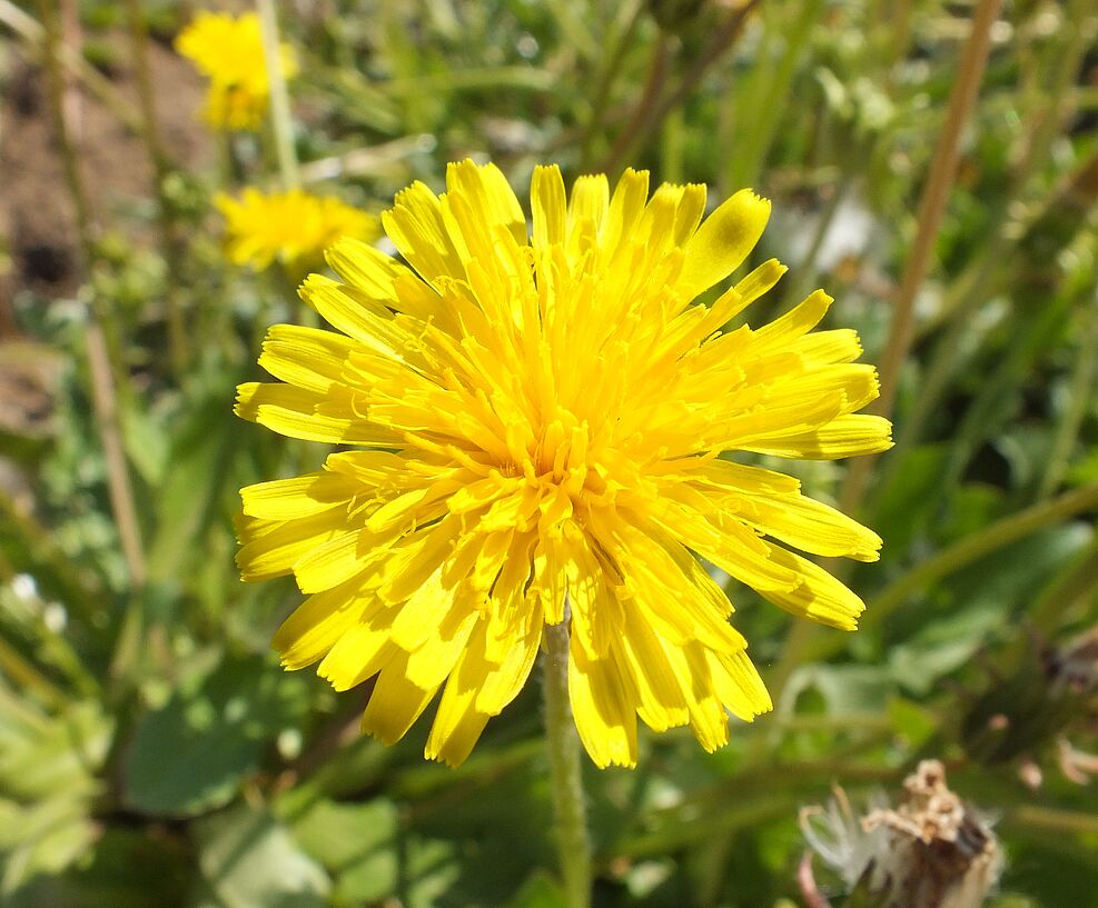 
	Einzelblüte des Russischen Löwenzahns (Taraxacum koksaghyz).
