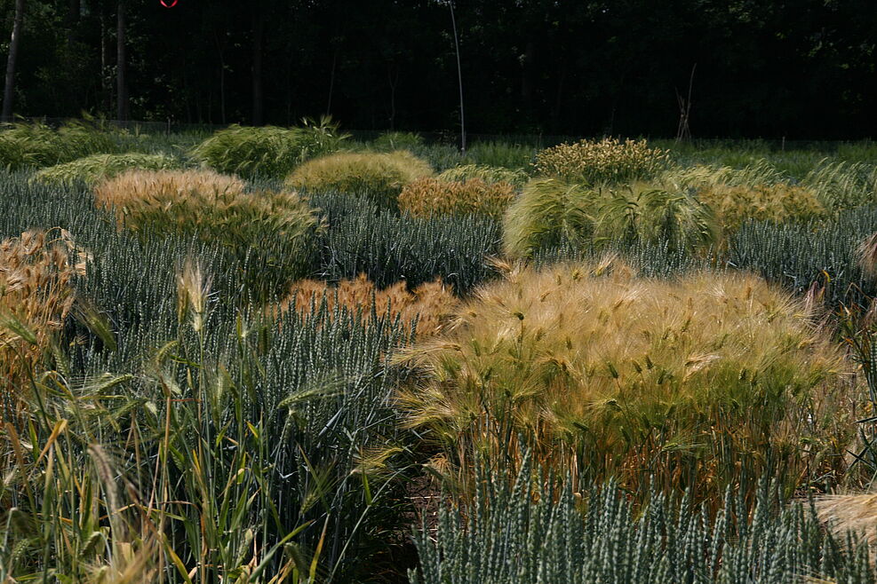 
	Growing of accessions of the barley collection of the German Federal Ex situ Gene Bank at the IPK Gatersleben. ©IPK Gatersleben
