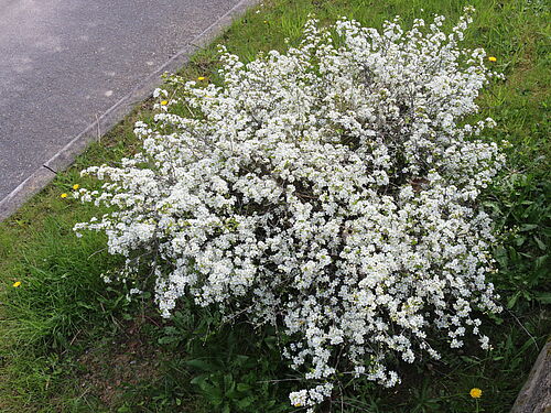 Draufsicht eines weißblühenden Baumes.