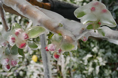 Apfelblüte unter Frostschutz. ©Jelkmann/JKI