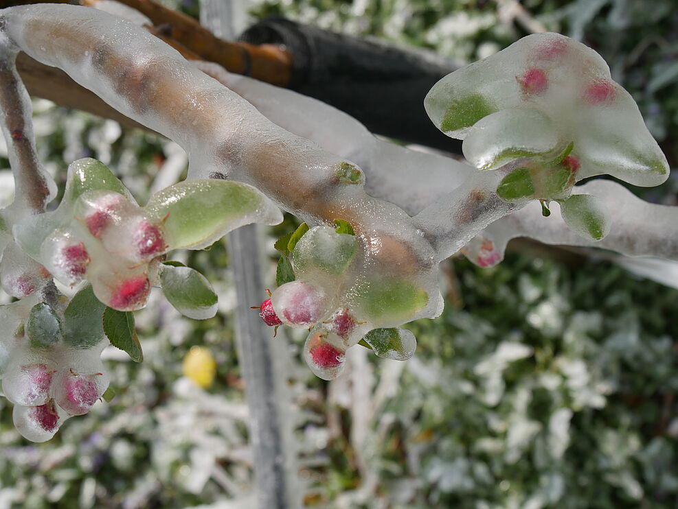 
	Apfelblüte unter Frostschutz. ©Jelkmann/JKI
