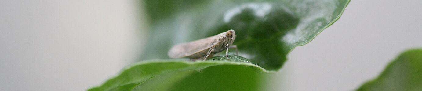 Die Schilf-Glasflügelzikade überträgt als so genanntes Vektorinsekt die zwei bakteriellen Schaderreger, die zur SBR-Krankheit bei Zuckerrübe führen und auch Schäden an Kartoffeln, Karotten und Rote Beete hervorrufen. © A. Dewert/JKI