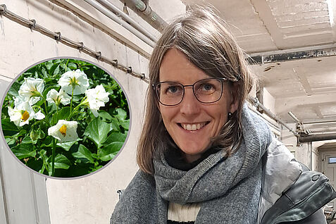 Dr. Delphine Van Inghelandt-Stich leitet eine gemeinsame Arbeitsgruppe von IPK und JKI und forscht am Nordstandort Groß Lüsewitz zur Züchtungsgenetik der Kartoffel. © C. Schafmeister/IPK © C. Schafmeister/IPK
