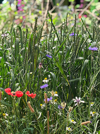 Eine lebensechte Obstanlage wurde nachgebildet. © S. Barnert/JKI