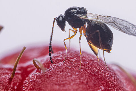 Ein Leptopilina japonica Weibchen parasitiert Kirschessigfliegenlarven in einer Himbeere © Maximilian Pink, JKI
