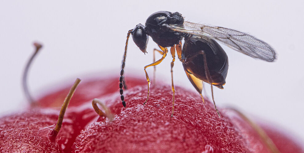
	Ein Leptopilina japonica Weibchen parasitiert Kirschessigfliegenlarven in einer Himbeere © Maximilian Pink, JKI
