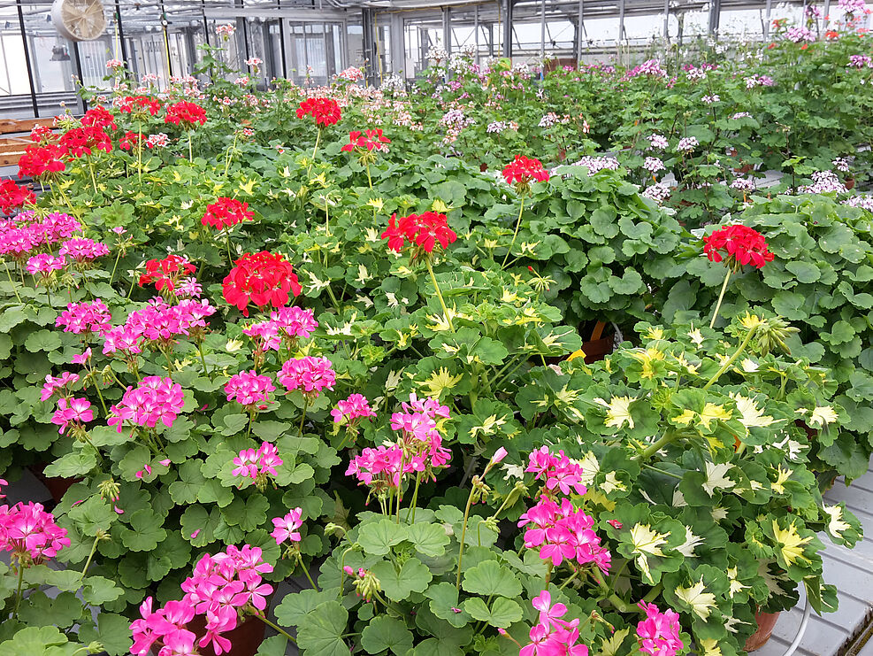 
	Pink und rot blühende Pelargonium-Sorten mit Namen ’Kleiner Liebling‘ und ‘A Happy Thought‘  im Gewächshaus der Prüfstelle Dachwig
