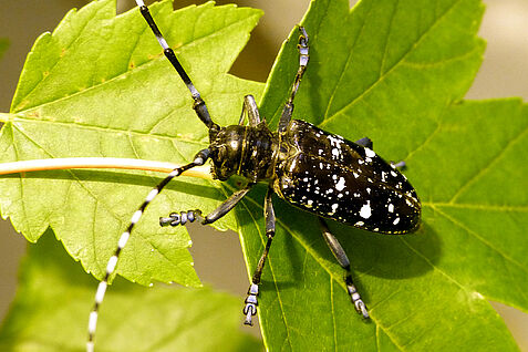 Der Asiatische Laubholzbockkäfer (ALB) ist mit einheimischen Käferarten kaum zu verwechseln. © Thomas Schröder/JKI