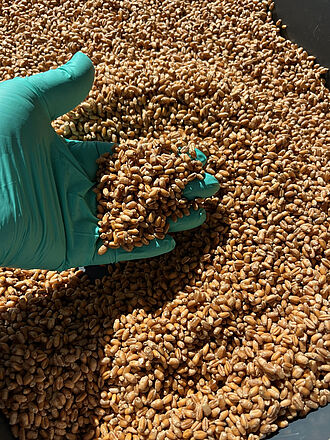 Abb. 2: Beimpftes Weizensaatgut. Foto: Dr. Andrea Braun-Kiewnick