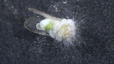 Der Pilz Pandora cacopsyllae befällt Insekten der Familie der Blattsauger, welche als Überträger verschiedener bakterieller Krankheiten für Obstkulturen gefährlich werden können. (© J. Gross/JKI)