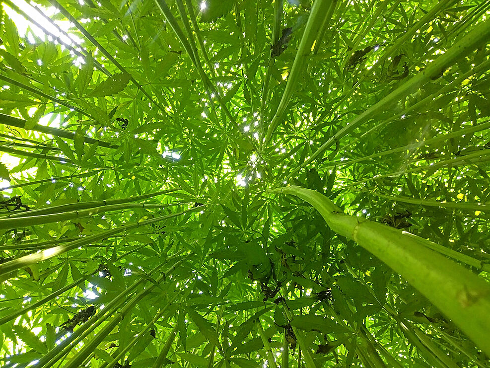 
	Faserhanf ist eine robuste Kulturpflanze mit positiven Fruchtfolgeeigenschaften und großem Potenzial für nachhaltige Produktionssysteme auf deutschen Äckern. © J. Krieger/JKI
