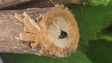 Grabwespe P. lethifer am Nestausgang in einem Holunderstab. (© J Furtwengler, JKI)