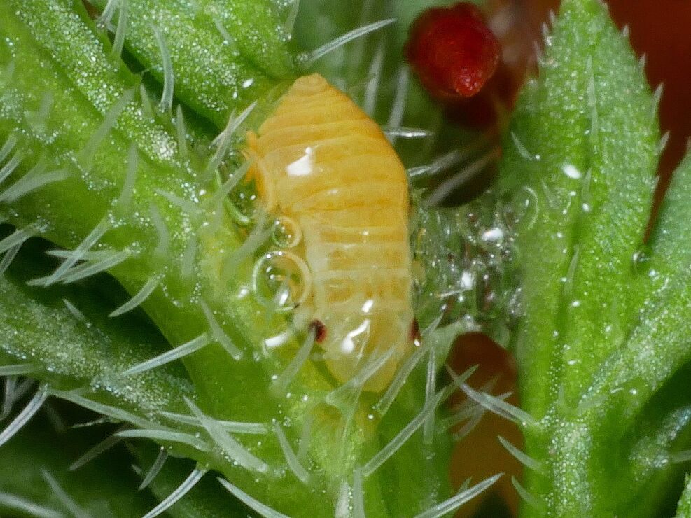 
	Nymphe einer Wiesenschaumzikade im Schaumnest. ©Anna Markheiser/JKI
