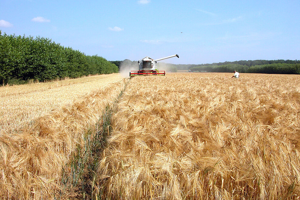 
	Ernte des Ackerstreifens im Agroforstsystem, rechts und links schnell wachsende Gehölzstreifen.
