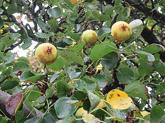 Die einheimische Wildbirne Pyrus pyraster in ihrer Vielfalt im Biosphärenreservat Südost-Rügen im Gebiet Klein Zicker