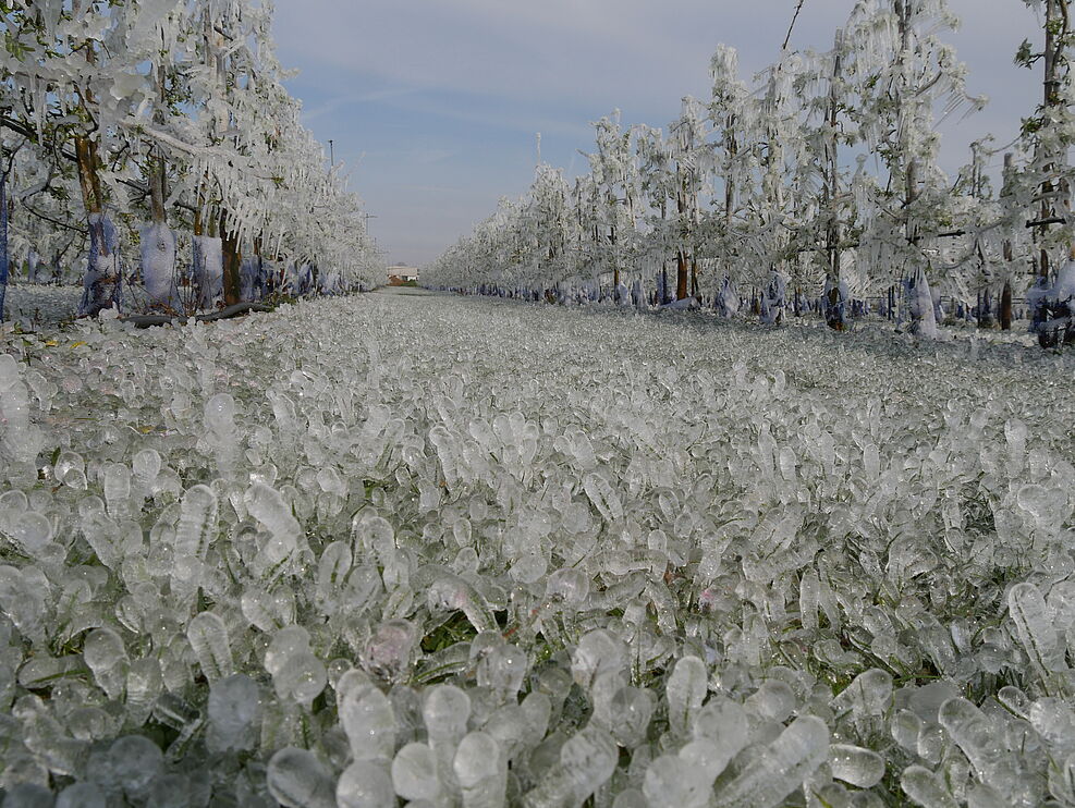 
	Impression Frostschutzberegnung am Standort Dossenheim. ©Jelkmann/JKI
