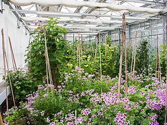 Pelargonien des Teilnetzwerks Pelargonium der Deutschen Genbank Zierpflanzen stehen im Gewächshaus des JKI in Quedlinburg. © Johannes Kaufmann/JKI