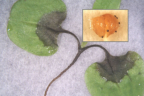 Phoma-Fäule an Feldsalat, Infektion des Saatgutes mit Phoma valerianellae. © Eckhard Koch/JKI