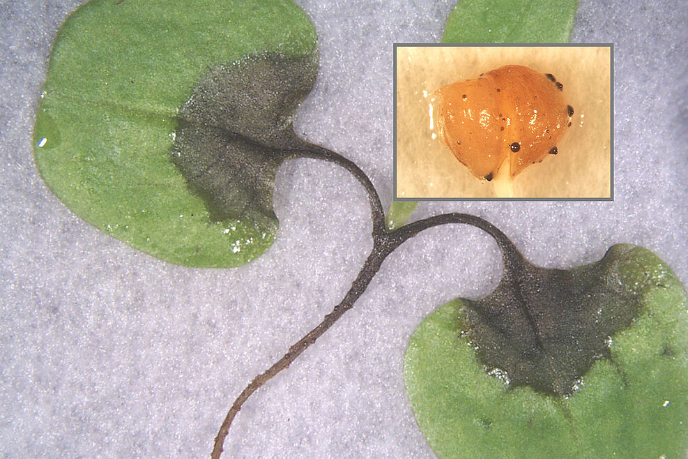 
	Phoma-Fäule an Feldsalat, Infektion des Saatgutes mit Phoma valerianellae. © Eckhard Koch/JKI

