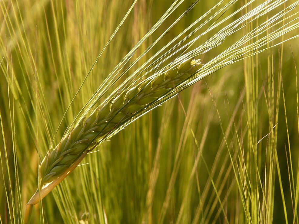 
	Gerstenähre im Feld. ©Braxmeier/Pixabay
